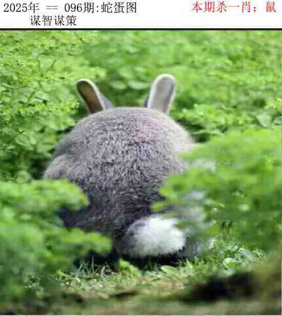 正版蛇蛋图