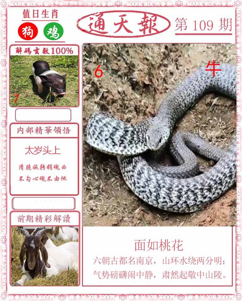 正版通天报