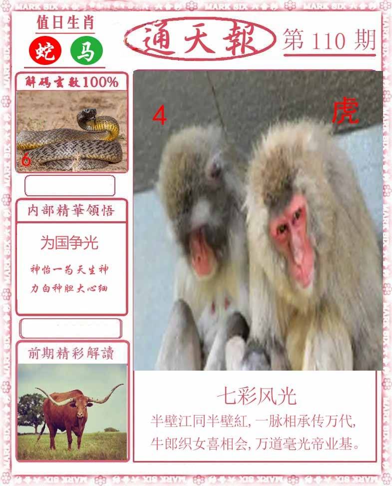 正版通天报