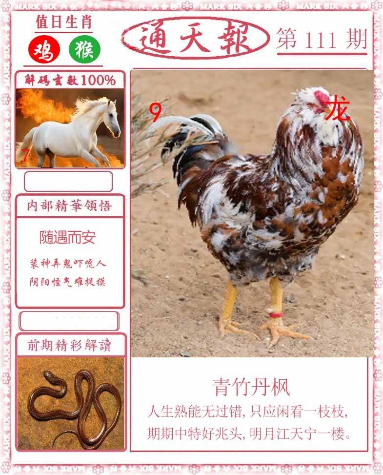 正版通天报