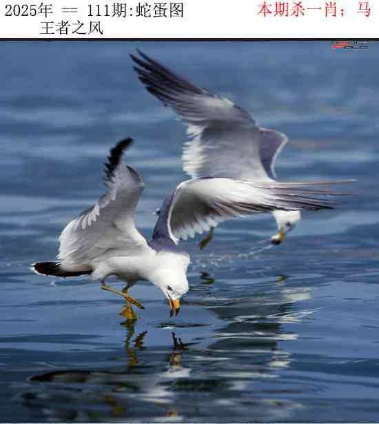 正版蛇蛋图